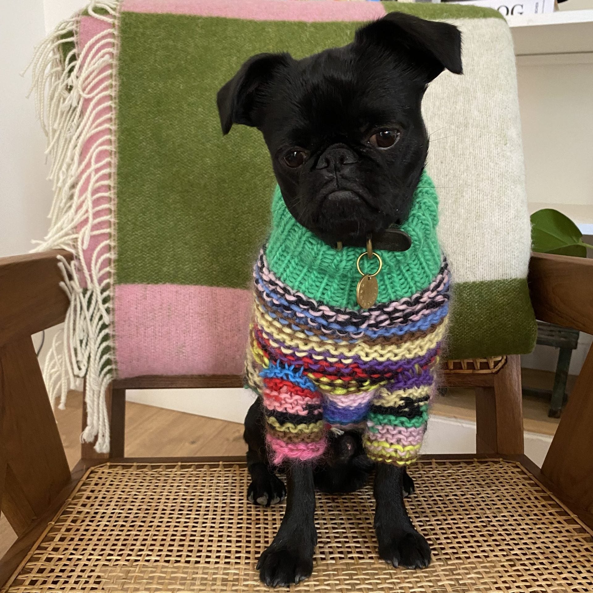Charlotte dog sweater